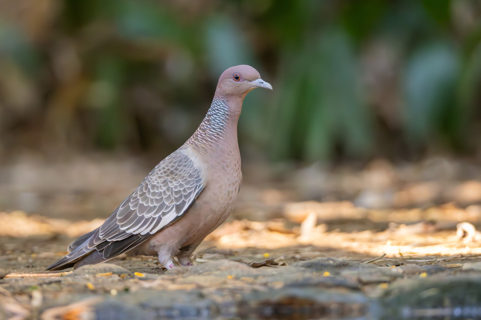 image Picazuro Pigeon